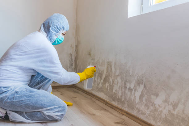 Licensed Mold Inspection service in Westport, PA - WQB Mold Removal